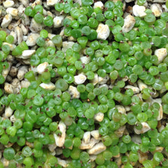 Argyroderma Luckhoffii Samen - Sunnyplants, Argyroderma Samen, Lebender Steine, Lithops Samen, Lebende Steinsamen, Kieselpflanzensamen, Lithops, Sukkulenten Samen (100)