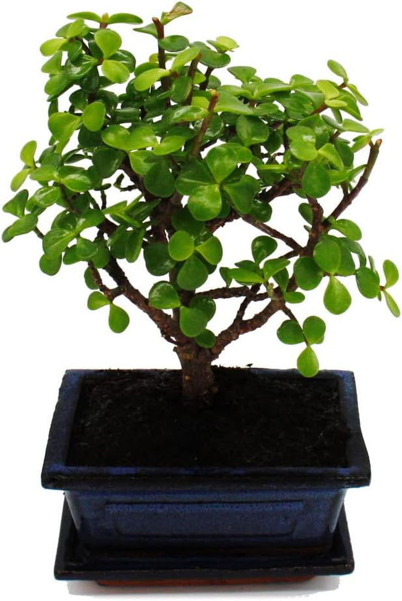 Exotenherz - Bonsai - Portulacaria Afra - Jadebaum - Afrikanischer Elefantenbaum - Ca. 4-5 Jahre - Kugelform