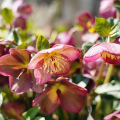 100 Pcs Christrosen Winterhart Samen, Christrose, Schnittblumen Samen, Zimmerpflanzen Samen Blumen Samen, Plants Gärtner Geschenke, Geschenke Für Den Garten Gartenblumen, Winterharte