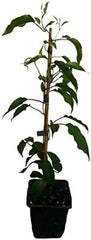 3 X Minikiwi Pflanzen - Bayernkiwi - Kens Red - Kiwibeere Actinidia Arguta Winterharte Trauben-Kiwi