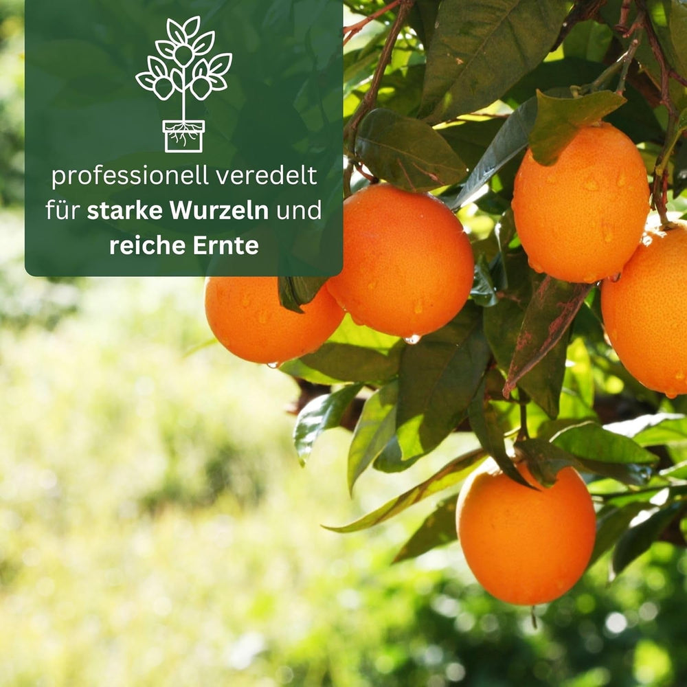 Portocalul din Oranjeria Mea - portocal adevărat - plantă de citrice - Citrus sinensis - Portocal - portocal altoit de calitate pentru grădinari (Mezzo [M])