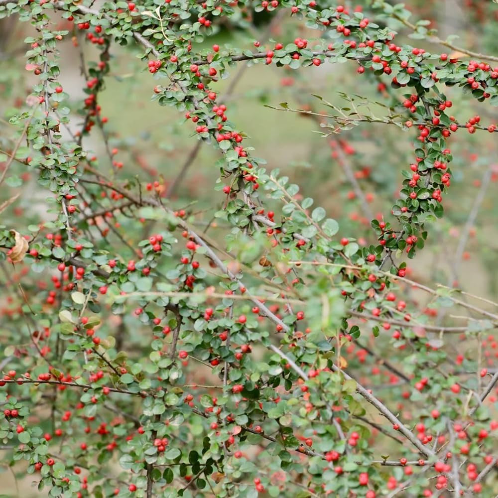 Teppichmispel, Bodendecker Cotoneaster Dammeri, Blumensamen Gastgeschenk Für Sonnige Plätze Kaufen 80Samen