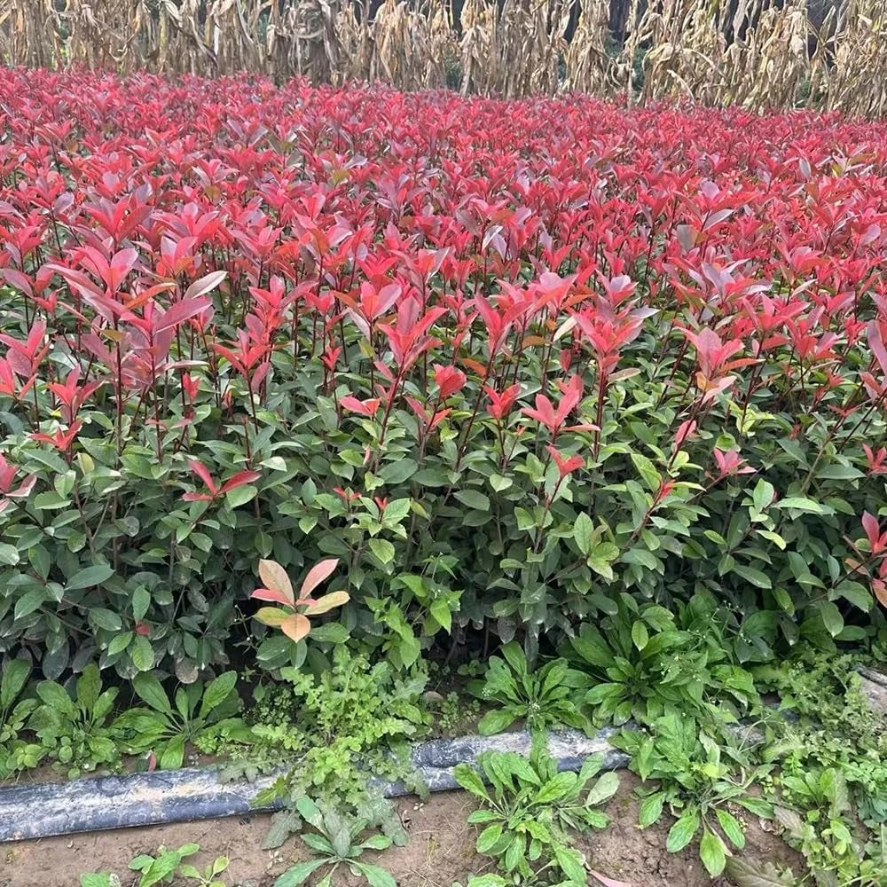 Rote Glanzmispelsamen, Red Robinsamen, Blumensamen Balkon Bodendecker Winterhart Exotische Kübelpflanzen 150Pcs