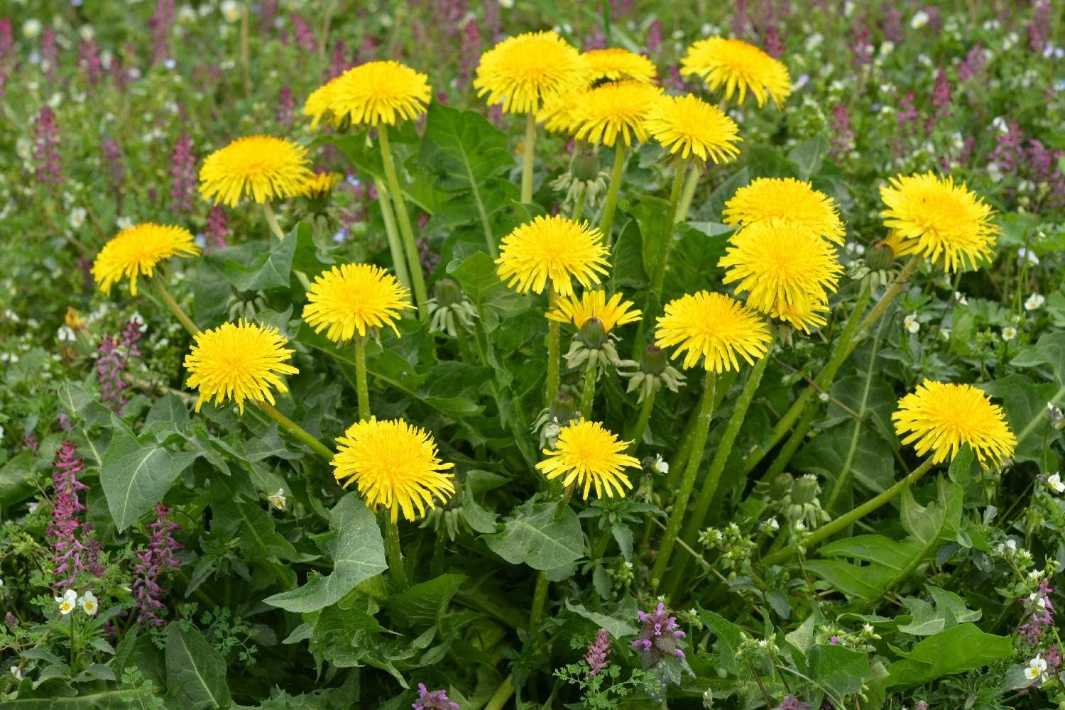 SAFLAX - BIO - Diente de león - 400 semillas - Taraxacum officinale