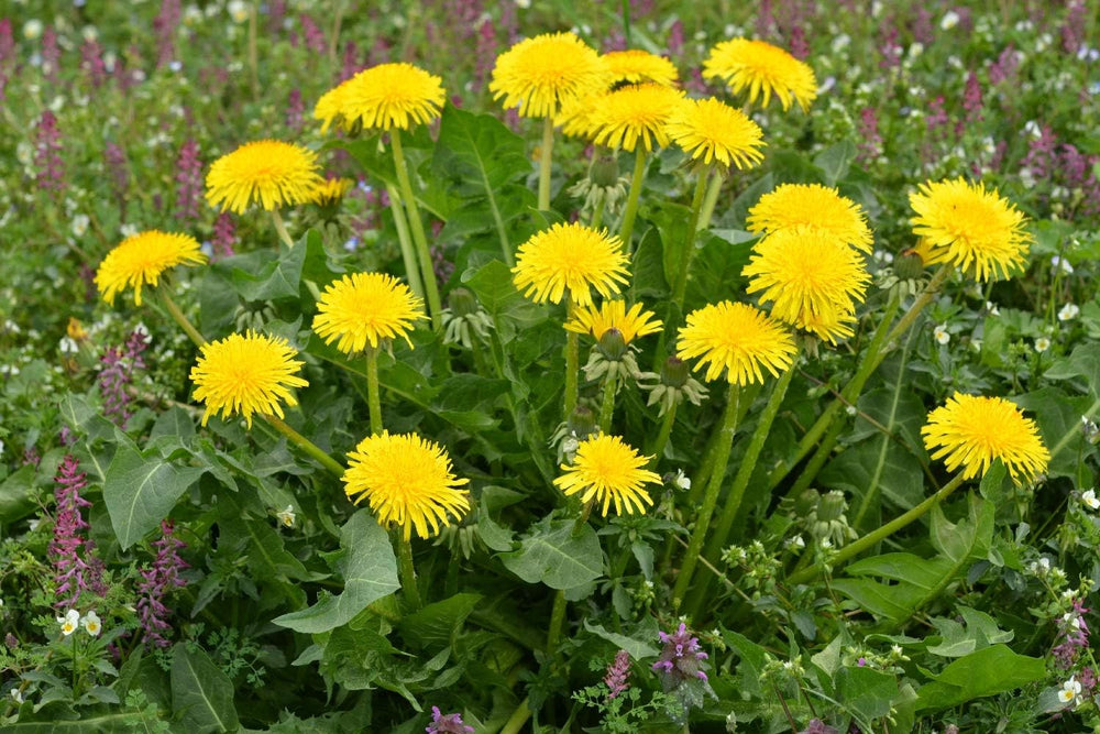 SAFLAX - BIO - Diente de león - 400 semillas - Taraxacum officinale