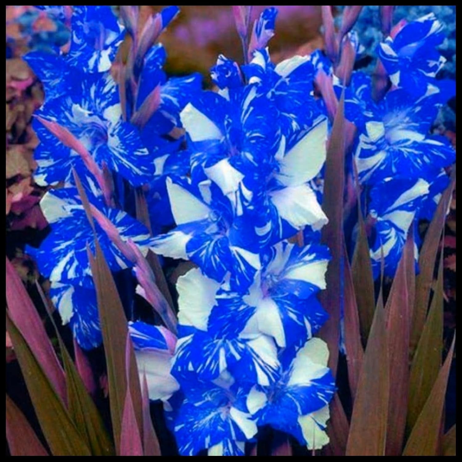 Mezcla de bulbos de flores, bulbo mágico misterioso, plantación resistente, bulbo de flor perenne resistente al invierno, bulbos resistentes - 3 bulbos de orquídeas