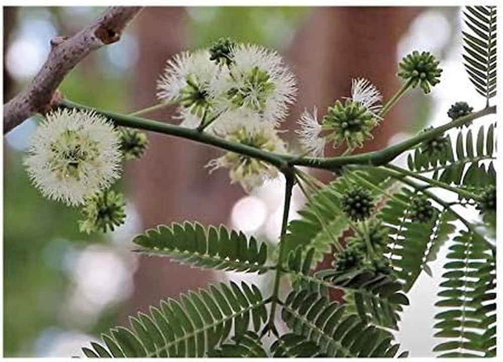 Stk - 20X Acacia Senegal Akazie Gummiarabikum Baum Pflanzen - Samen ID51 -