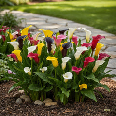 Calla Lilien Zwiebeln Winterhart Mehrjährig - Zantedeschia - 10 große Blumenzwiebeln, 5 Sorten Mix - Echte Pflanzen aus Holland - für Garten und Topf (große Knollen, kein Samen und nicht künstlich)