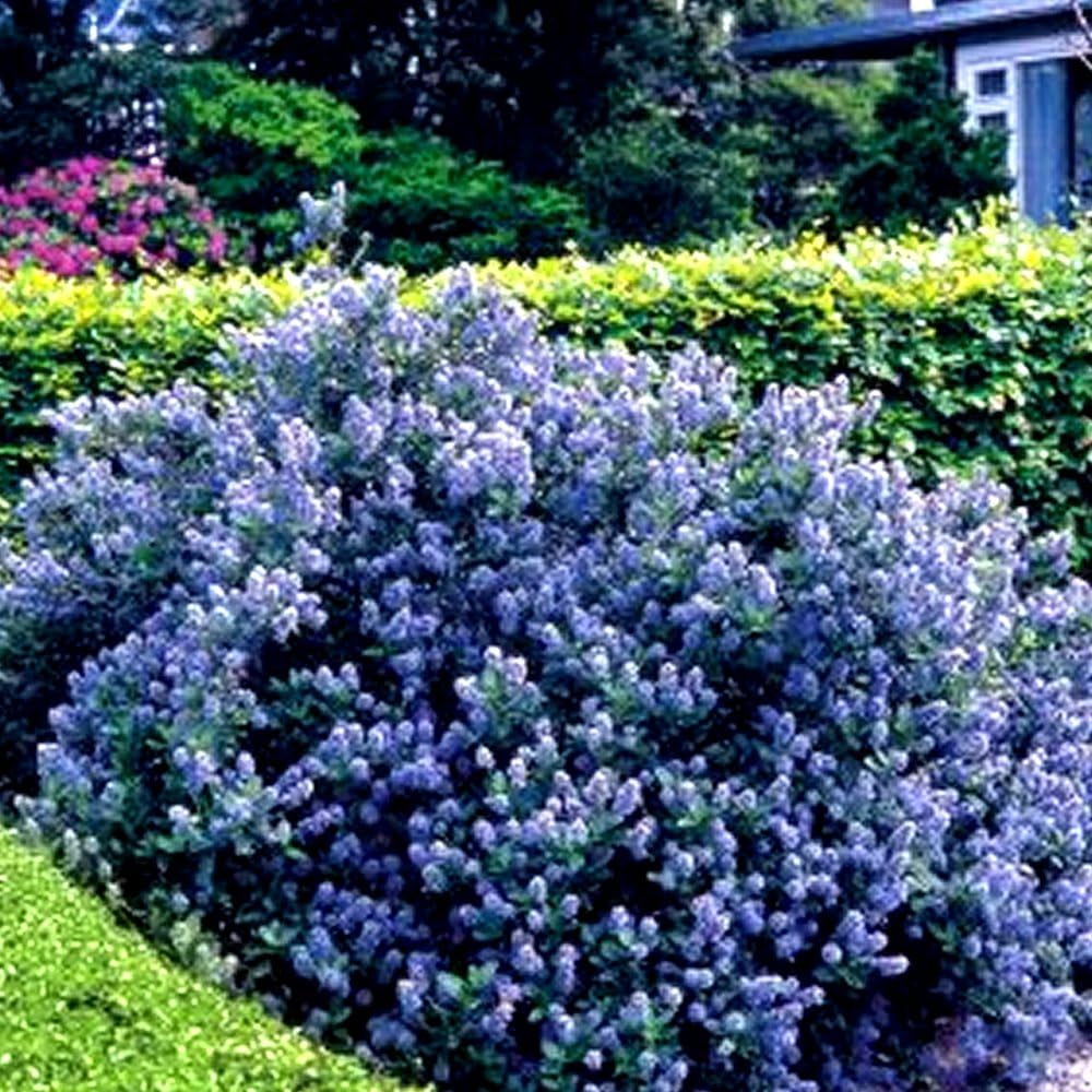 Gardeners Dream Ceanothus 'Yankee Point' Kalifornischer Flieder Im Topf - Blühende & Immergrüne Flieder Pflanze - Winterharte Sträucher - Pflanzen Für Garten & Balkon - Winterharte Kübelpflanzen