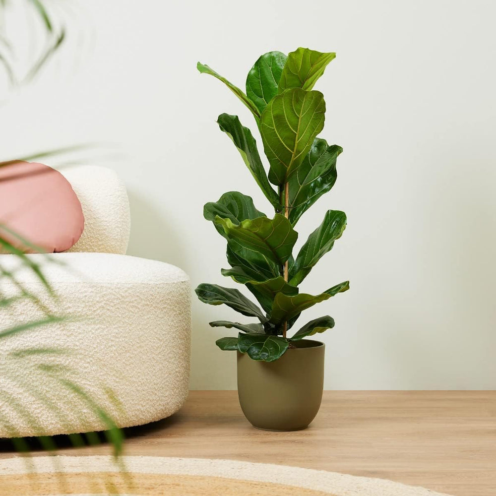 Ficus Lyrata (Feigen) - Zimmerpflanzen, Pflanzen Echt, Nachhaltige Verpackung Geigen-Feige- 21Cm Topf - Höhe 110Cm - Direkt Von Der Gärtnerei