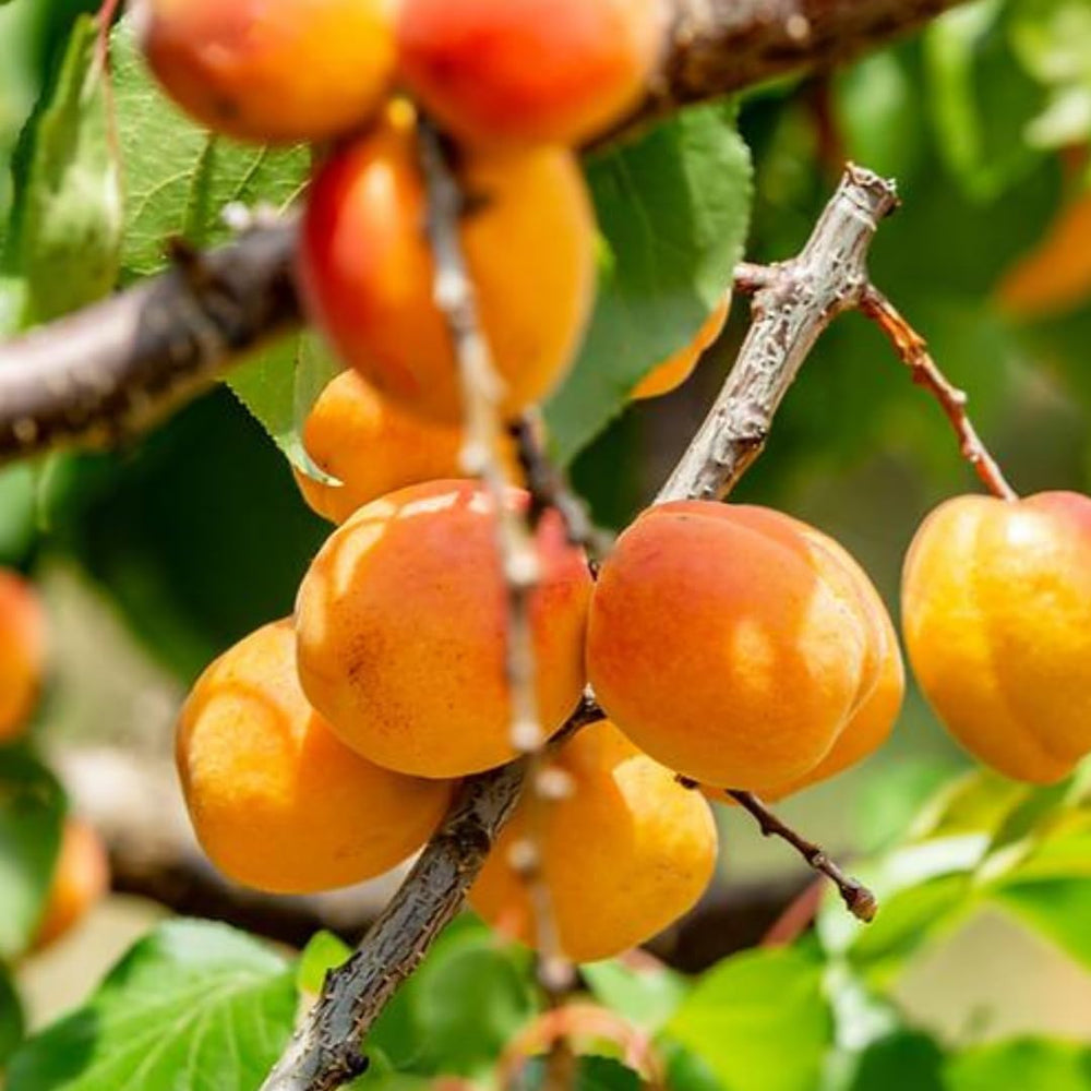 Aprikosenbaum Paviot Obstbaum Im Topf 26 Cm Höhe Ca. 180 Cm – Alter 4 Jahre - Italienische Gärtnerei