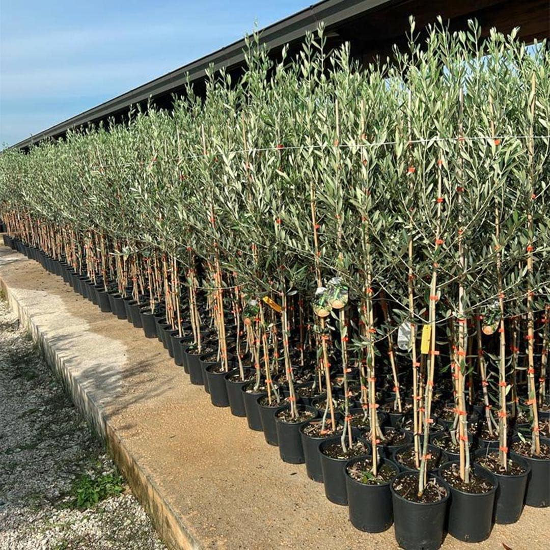 Olivier Olivenbaum Oliven Leccino - Obstpflanze Auf Blumentopf 20 Baum Höhe Max 150-2 Jahre Anbau Italien