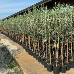Olivier Olivenbaum Oliven Leccino - Obstpflanze Auf Blumentopf 20 Baum Höhe Max 150-2 Jahre Anbau Italien