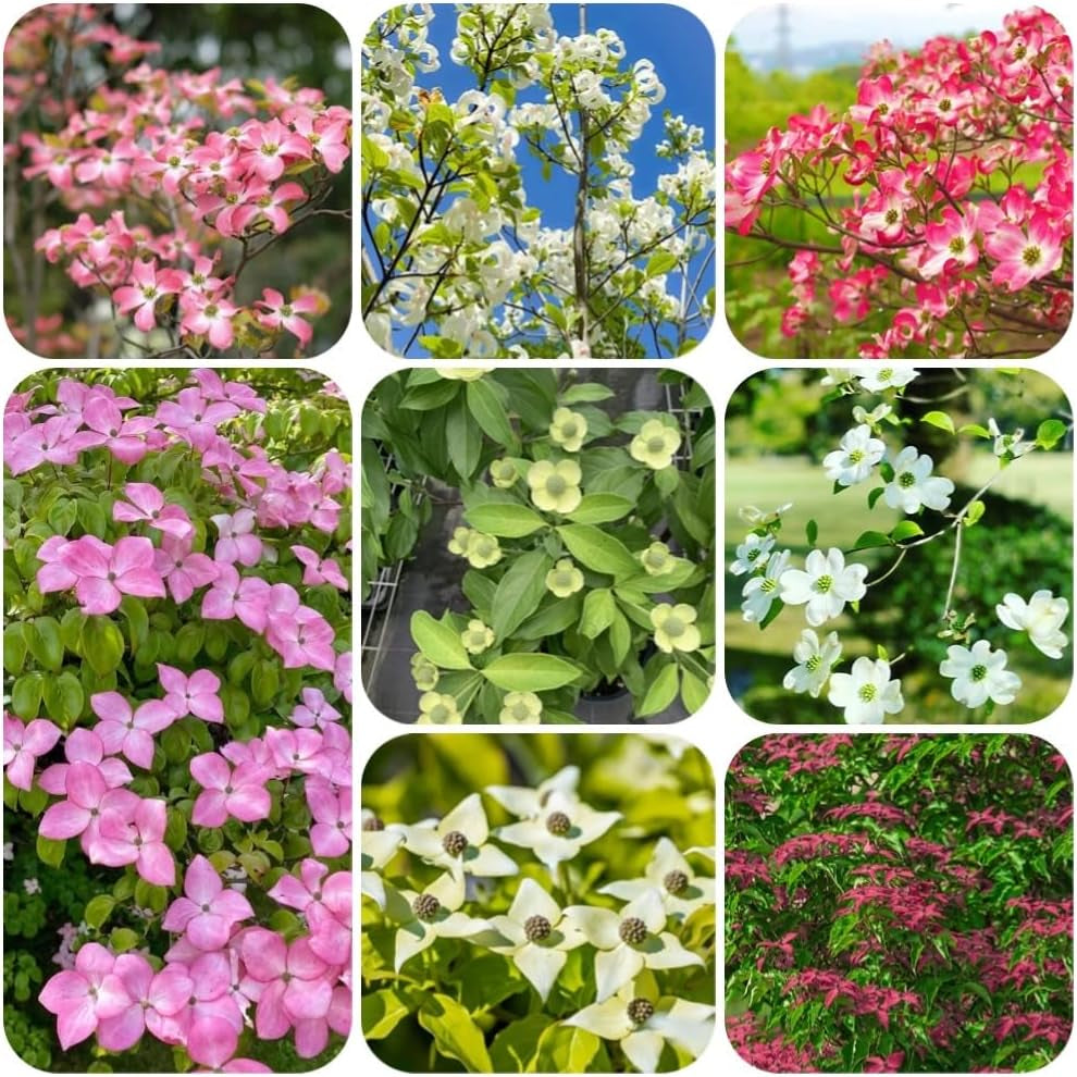 Cornus Kousa, Stauden Winterhart Mehrjährig Hartriegel, Winterharte Für Garten Steingartenpflanzen Winterhart Blumensamen 100Samen