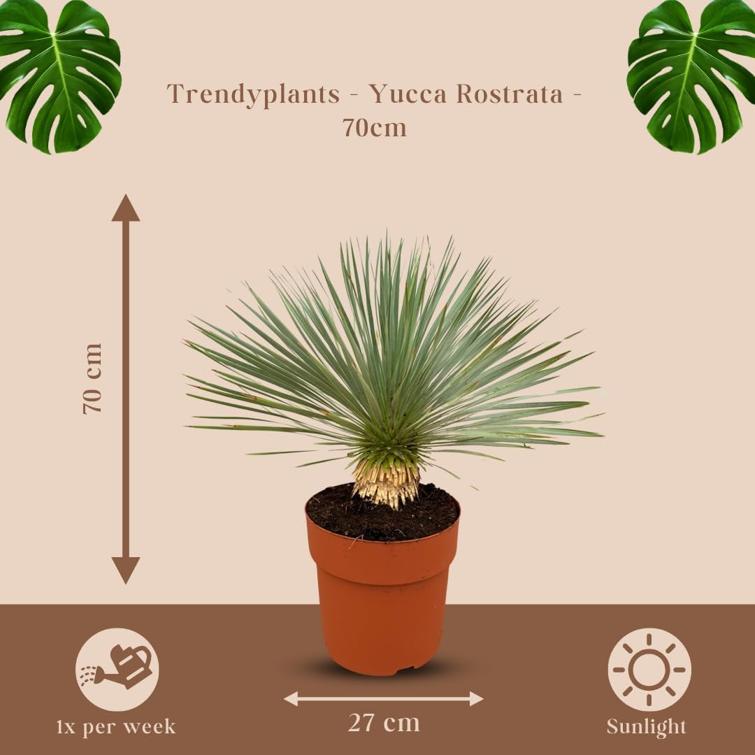 Trendyplants - Yucca Rostrata Am Stamm - Winterhart - Gartenpflanze - Höhe 60-80 Cm - Topfgröße Ø30Cm