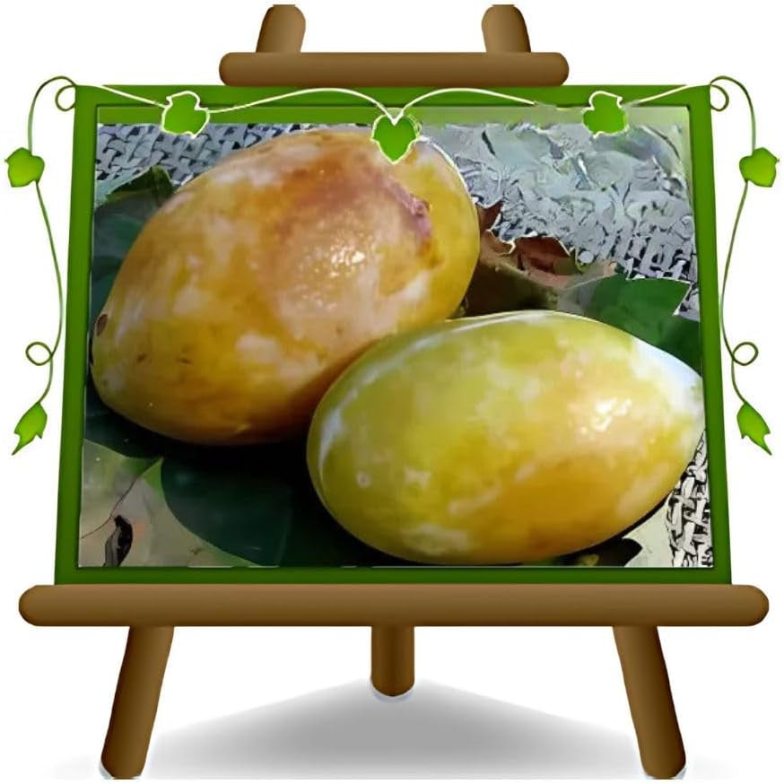 Pappagona-Pflaumen - Obstpflanze Alte Frucht Auf Rasentopf 26 - Baum Max 180 Cm – 4 Jahre Anbau Italien