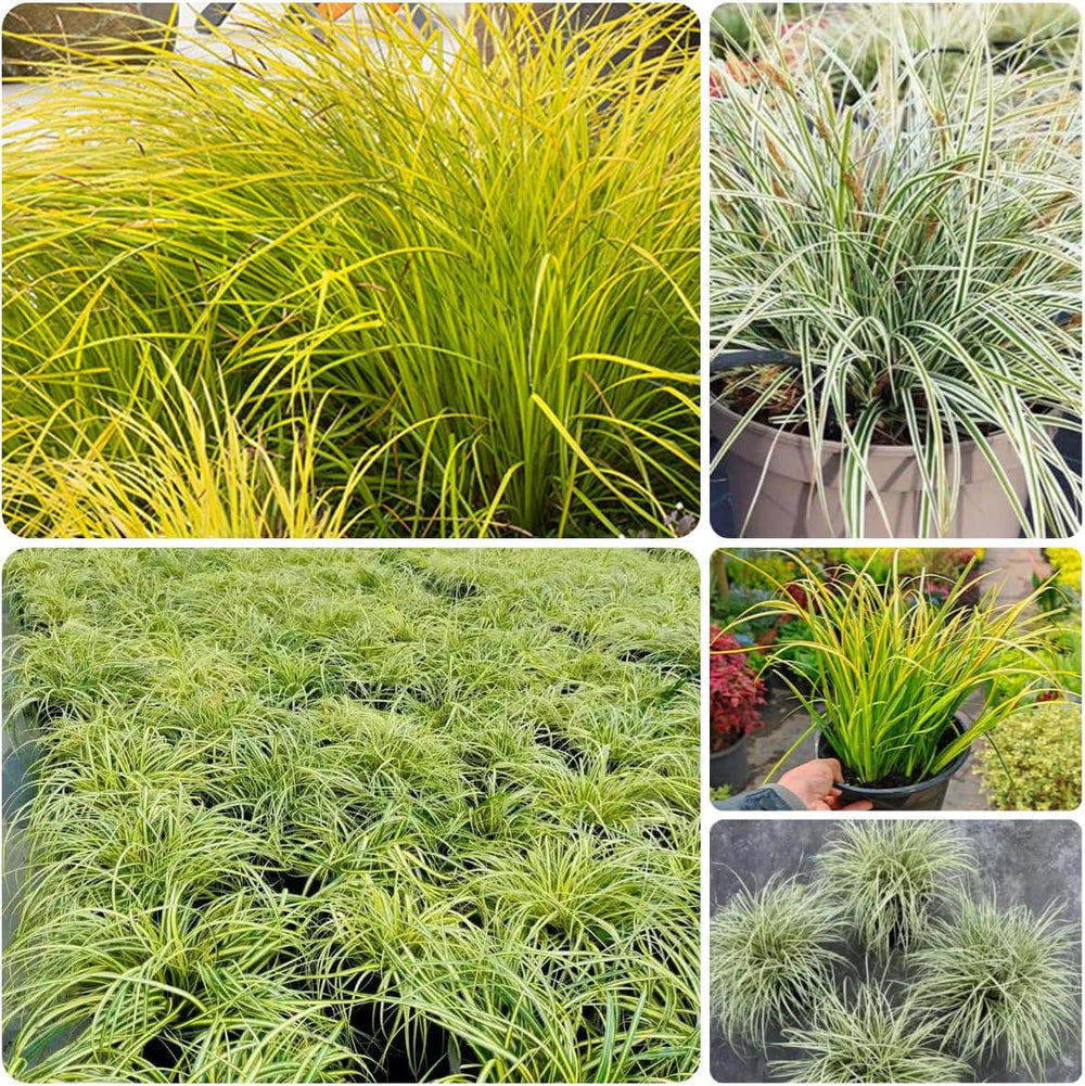 Carex Oshimensis Evergold Gartenpflanzen Für Draußen Balkonpflanzen Gartendeko Für Draußen Steingartenpflanzen Herbst Deko Winterharte Ziergräser Für Kübel Sichtschutz Winterfeste 300Samen