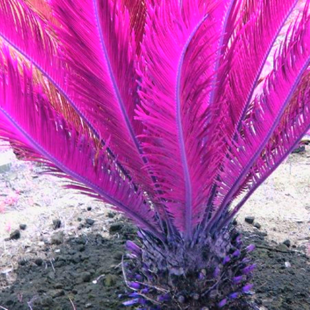 Mezcla de bulbos de flores, bulbo mágico misterioso, plantación resistente, bulbo de flor perenne resistente al invierno, bulbos resistentes - 3 bulbos de orquídeas