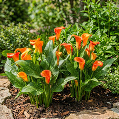 Calla Bulbs Hardy Perennial - Zantedeschia Orange Passion (naranja) - 5 bulbos de flores grandes - Plantas holandesas reales - para jardín y macetas (no semillas, no artificiales)