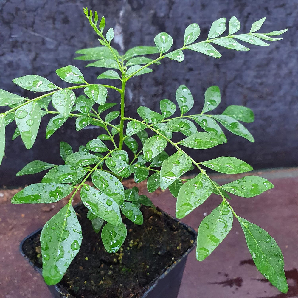 1 Curryblatt Baum | Murraya Koenigii | Aus Samen gezogen | Seleccionados en la UE | Indische & Sri Lanka Zimmerpflanze | 10-15 cm de altura en 7 cm de altura | Plantas de curry | Bergera Koenigii
