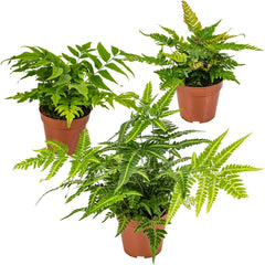 Bloomique - 3Er Set - Farne Winterhart Für Garten - Gartenpflanze - Immergrün - Stauden - Höhe 20-30 Cm - Topf 12 Cm