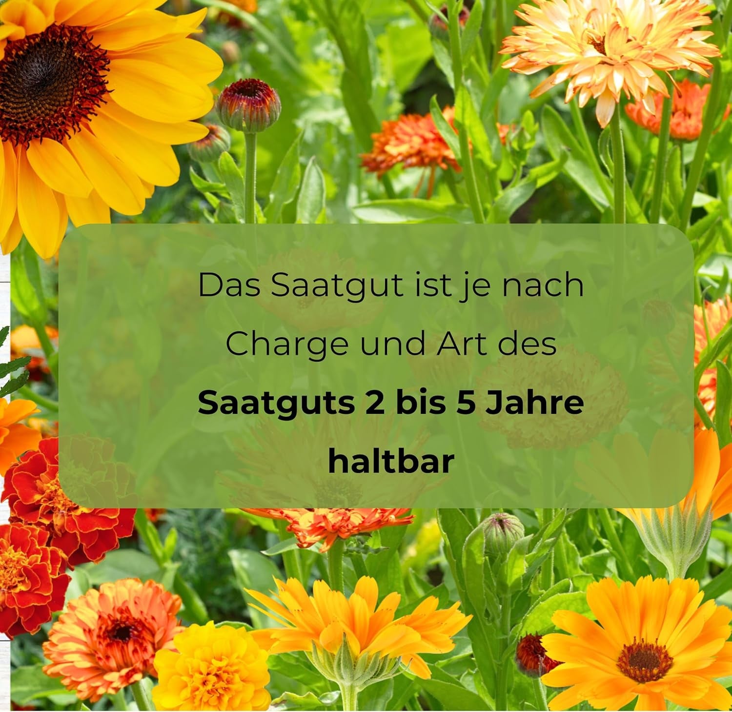 Cosmos Sensation Mix 1g semillas, Cosmos Mix Flores de verano, Plantas de jardín Plantas de balcón, Semillas de flores