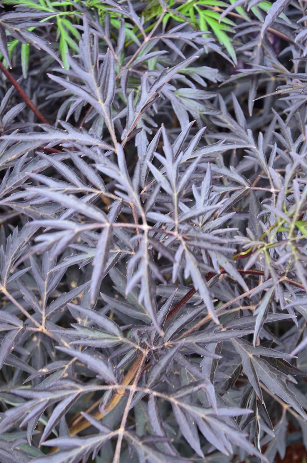 Schwarzlaubiger Holunder Sambucus Nigra Black Lace 80-100 Cm Hoch Solitär Im 12 Liter Pflanzcontainer
