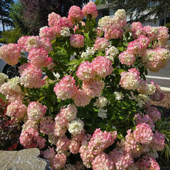 Rispenhortensie Balkonpflanzen Ausgefallene Geschenke Hydrangea Paniculata Seltene Zimmerpflanzen Gartendeko Für Draußen Kräuterpflanzen Bio Balkon Blumendeko Minigarten Schnell 25Samen