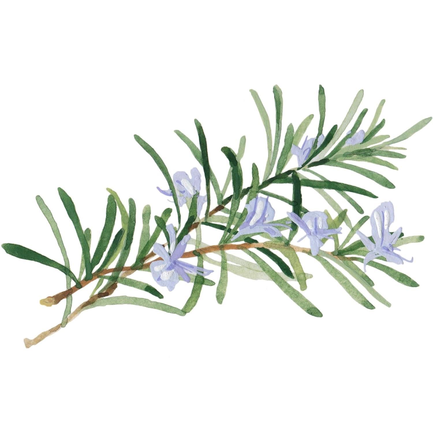 WELEDA Organic Skin Food Body Butter, Crema de cuidado corporal unisex para el cuidado de la piel seca y áspera, 150 ml Ducha y baño Naty Shop