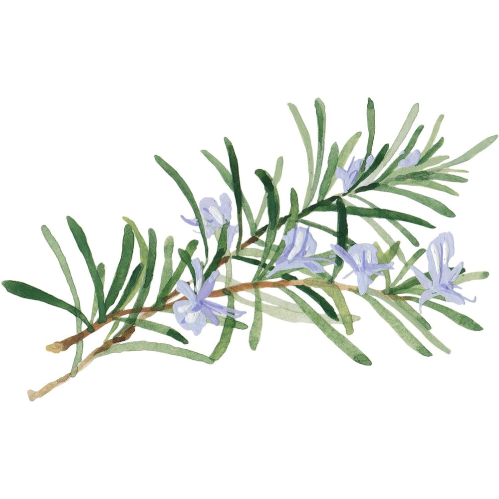 WELEDA Organic Skin Food Body Butter, Crema de cuidado corporal unisex para el cuidado de la piel seca y áspera, 150 ml Ducha y baño Naty Shop