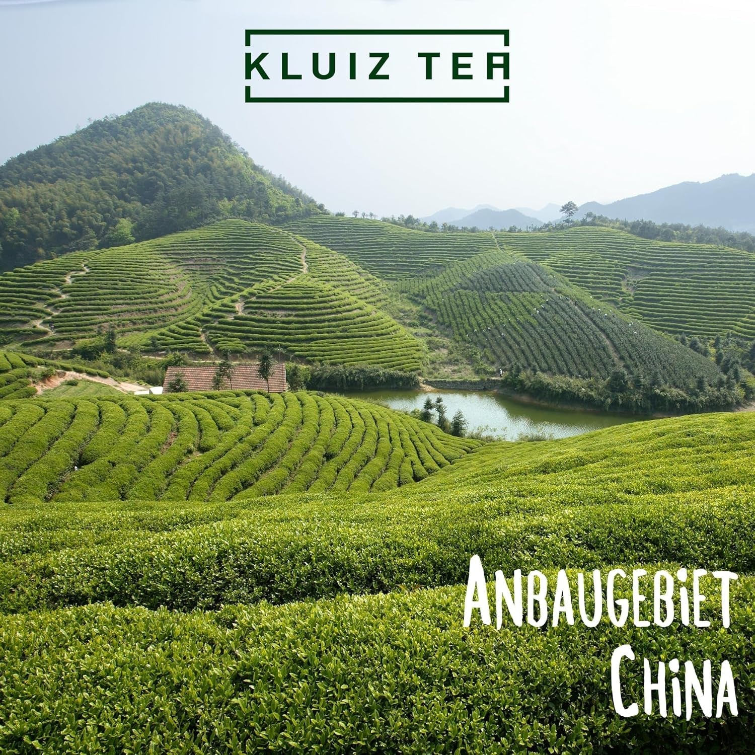 Ceai Oolong - Ti Kuan Yin - 100 grame | Oolong premium din provincia Fujian din sudul Chinei | Ceai Oolong de la KLUIZ TEA