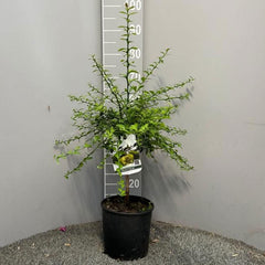 SAVINI VIVAI Zitronenpflanze, Grüner Kaviar, Faustrime, Zitrusbaum, Fingerlimette, Zitronensetzling Im Topf, 20 Cm, Höhe 50–70 Cm, 2 Jahre Veredelung, Hergestellt in Italien