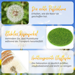Wunscherfüller Glücksbringer, Echte Pusteblume Im Glas Mit Geschenkbox, Geburtstagsgeschenk Für Frauen, Valentinstagsgeschenk, Kleine Geschenke Für Frauen Freundin