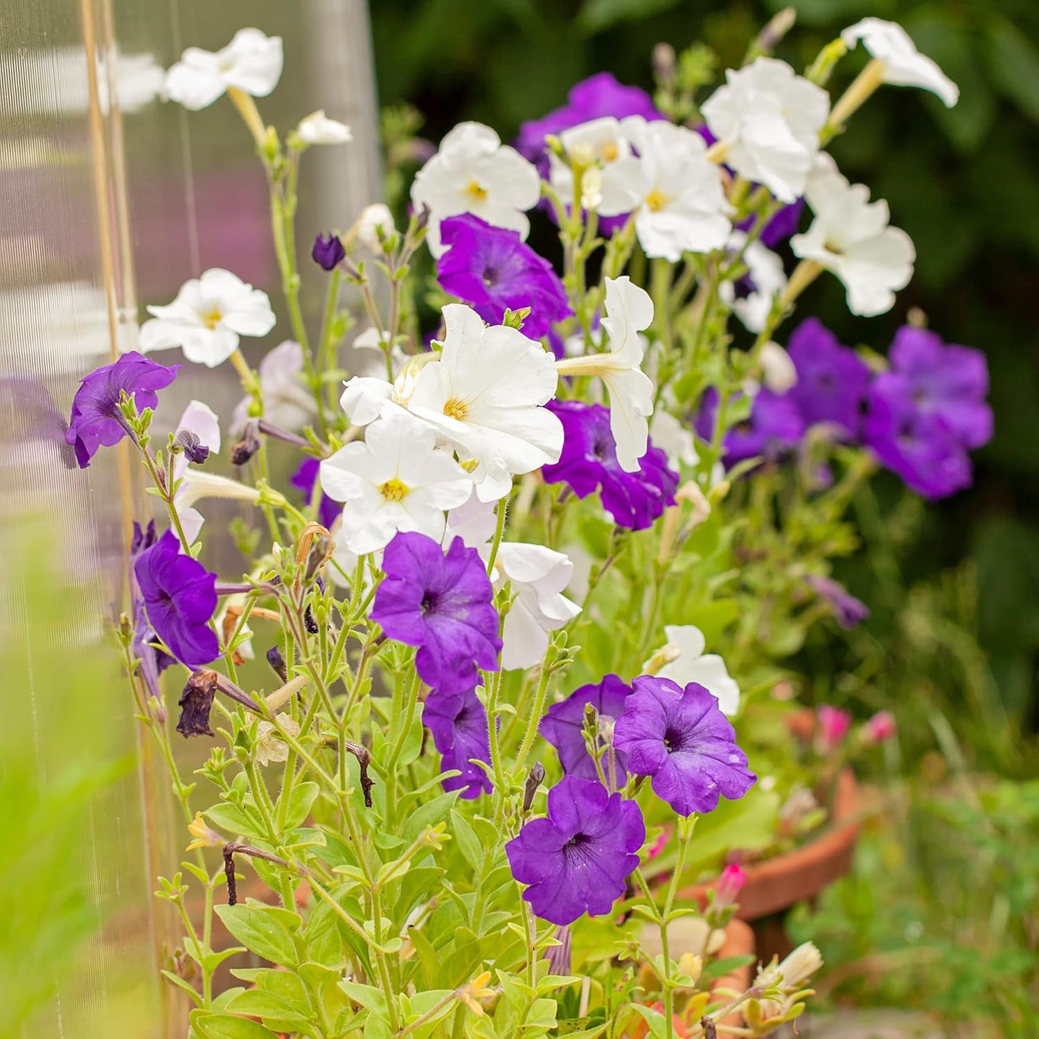 Semillas de petunia: Semillas de petunia de primera calidad para alrededor de 400 plantas de petunia – Hermosas semillas de petunia para plantas de balcón y jardín – Semillas de flores – Semillas de petunia enredadera – Flores de balcón de cultivo propio