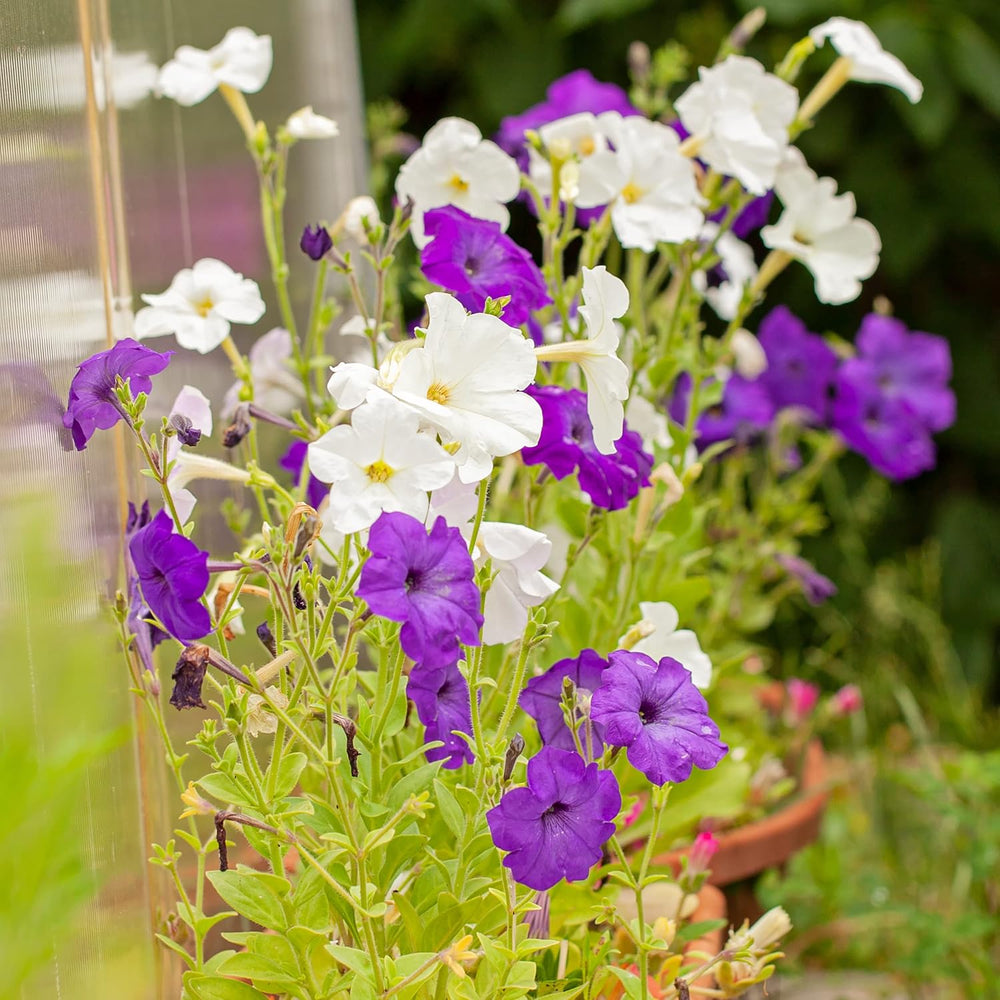 Semillas de petunia: Semillas de petunia de primera calidad para alrededor de 400 plantas de petunia – Hermosas semillas de petunia para plantas de balcón y jardín – Semillas de flores – Semillas de petunia enredadera – Flores de balcón de cultivo propio