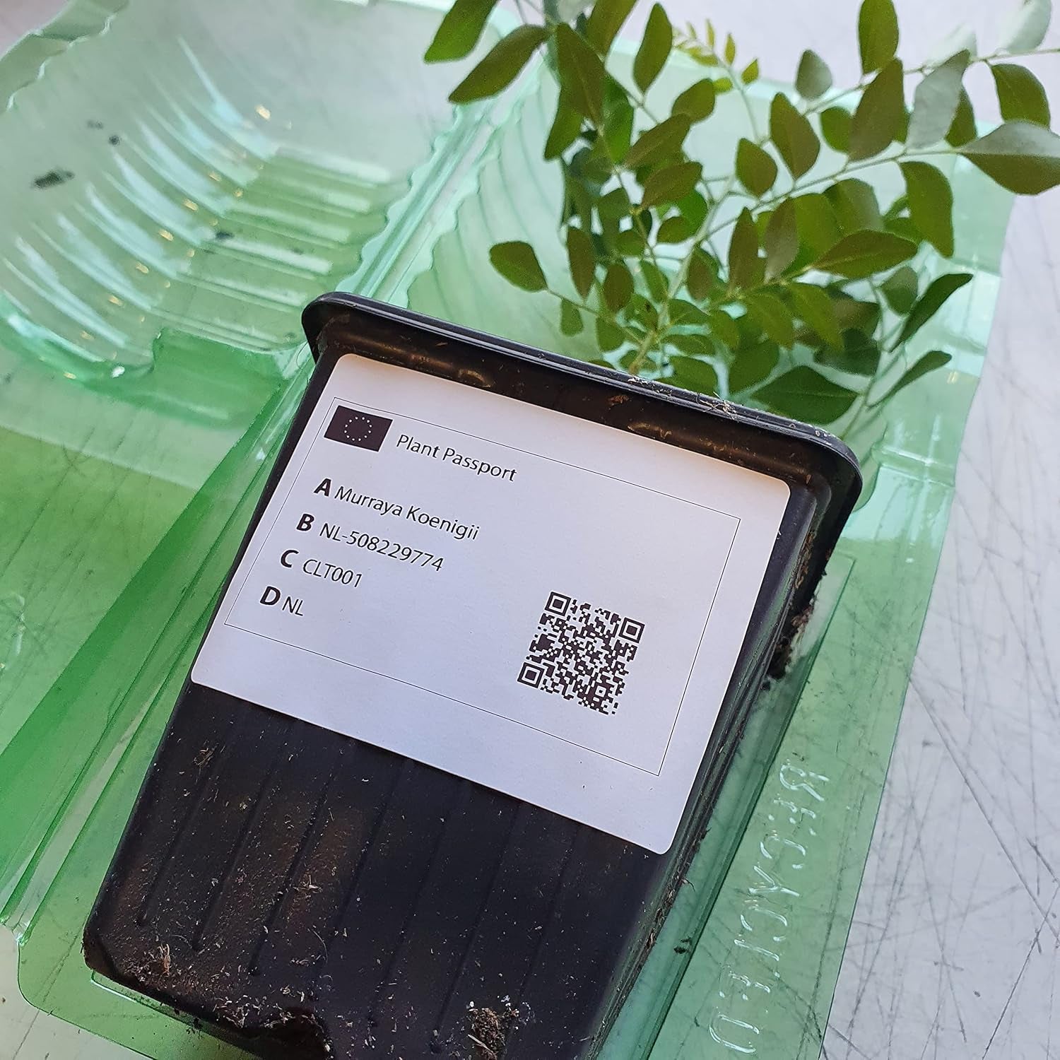 1 Curryblatt Baum | Murraya Koenigii | Aus Samen gezogen | Seleccionados en la UE | Indische & Sri Lanka Zimmerpflanze | 10-15 cm de altura en 7 cm de altura | Plantas de curry | Bergera Koenigii