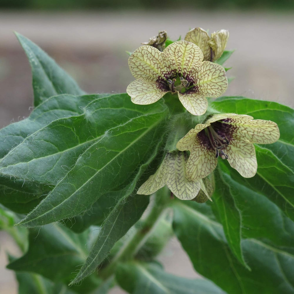 Plantas legendarias de cola de caballo - Set de semillas con 5 plantas mágicas