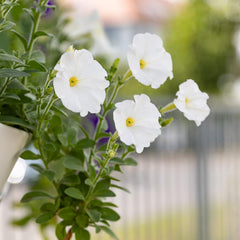 Semillas de petunia: Semillas de petunia de primera calidad para alrededor de 400 plantas de petunia – Hermosas semillas de petunia para plantas de balcón y jardín – Semillas de flores – Semillas de petunia enredadera – Flores de balcón de cultivo propio