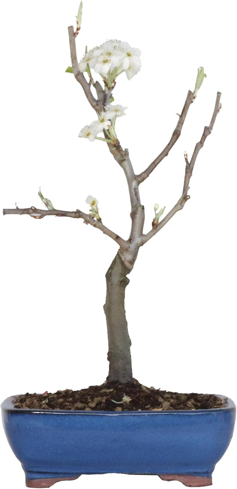 KENTIS - Birnenbonsai - Pyrus Domestica - Echter Dekorativer Freilandbonsai - Echte Obstpflanzen - H 43-50 Cm Topf Ø 21 Cm