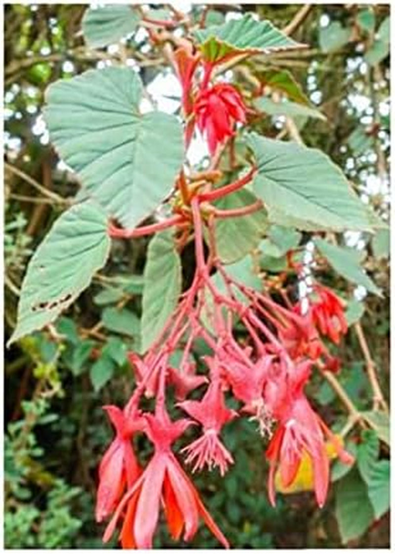 Stk - 10X Begonia Ferruginea Ziersträucher Garten Pflanzen - Samen ID334 -