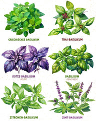 Semillas de Albahaca Orgánicas en un Juego de 6 - 6 Semillas de Albahaca para un fácil Cultivo en el jardín, balcón o Cama elevada - Semillas de Plantas - Plántulas