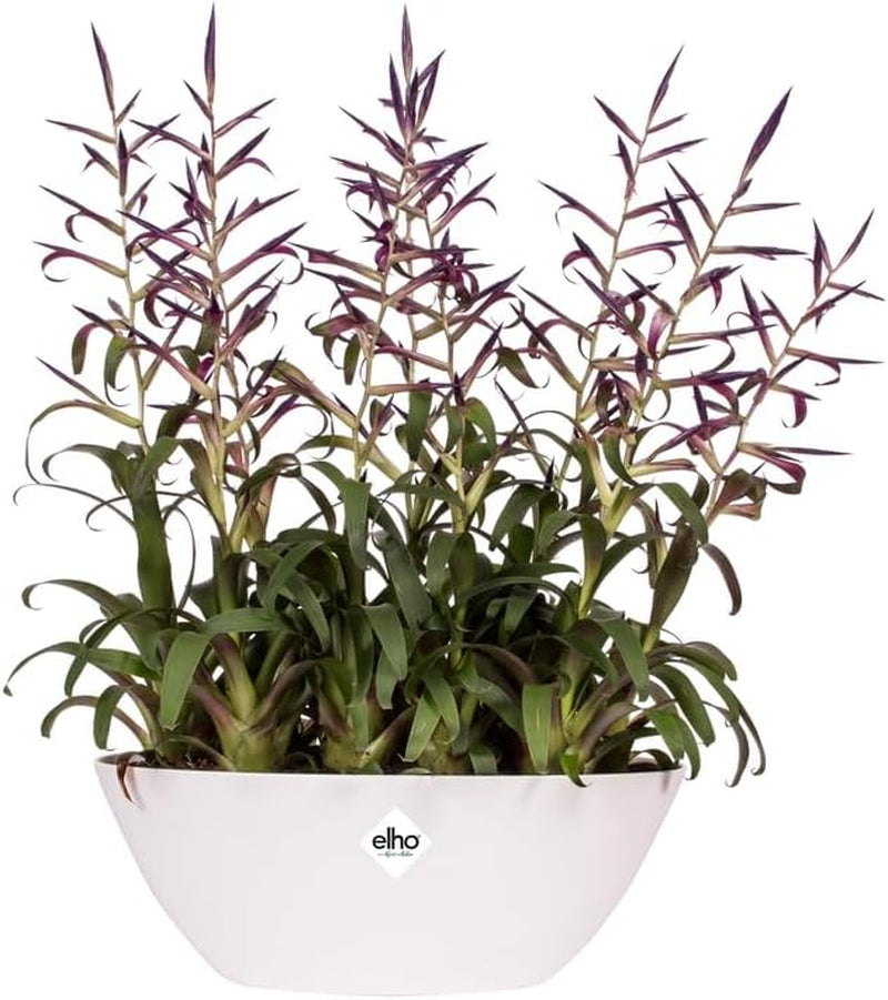 elho Brussels Oval 36 - Ghiveci de flori de interior - Ø 36,0 x Î 13,1 cm - Alb/Alb