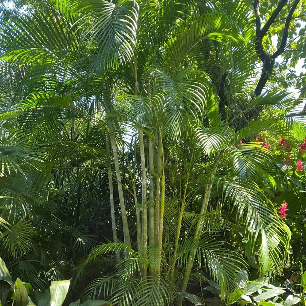 Goldfruchtpalme, Balkonpflanzen Winterhart Dypsis Lutescens, Grünpflanzen Pflegeleichte Zimmerpflanzen Luftreinigende Zimmerpflanzen 15Samen