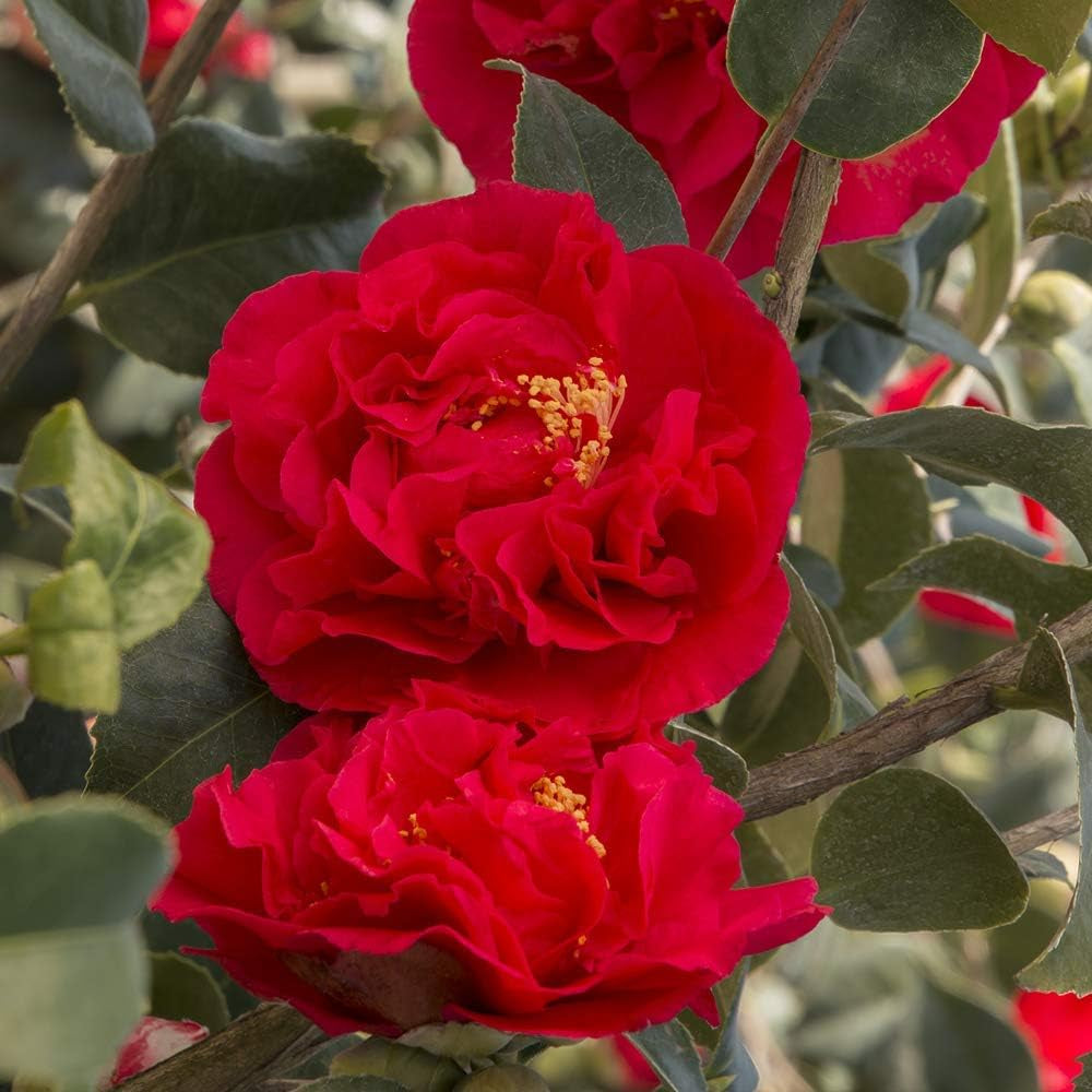 Juego de 3 Camellia Gardeners Dream (rojo, blanco y rosa) - Arbustos de flores de hoja perenne resistentes - Plantas de jardín resistentes - Plantas de balcón resistentes - Plantas de maceta resistentes