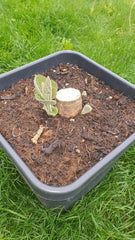 XL Wurzel Paulownia Turbo Pro, Kiribaum, Blauglockenbaum