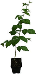 3 X Himbeere GLEN COE Pflanze Violette Früchte