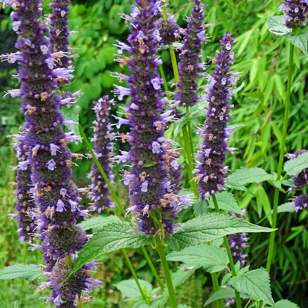 Plantas aromáticas - Samenset mit 6 prachtvoll duftenden Blühpflanzen