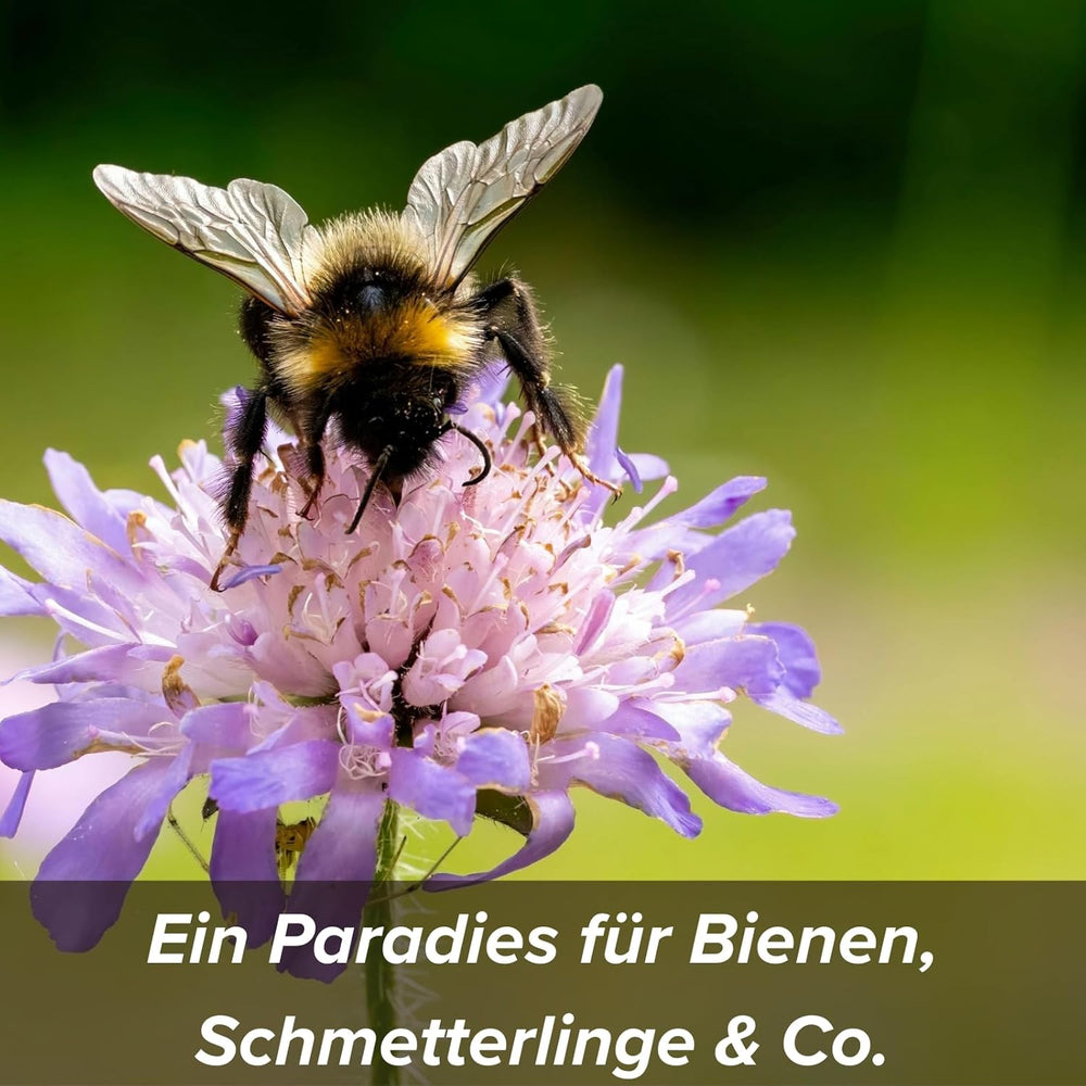 Semillas de flores en una capa protectora de arcilla para abejas y mariposas, 400g. Mezcla de flores silvestres perennes y resistentes al invierno para 20 m². Hermosas semillas de flores silvestres para un colorido pasto de abejas. Regalo para niños.