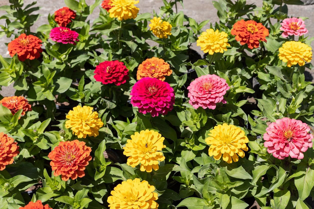 500 Semillas de Zinnia y Dalia, Mezcla Colorida, Flores de Jardín, Capas de Flores, Macetas de Balcón