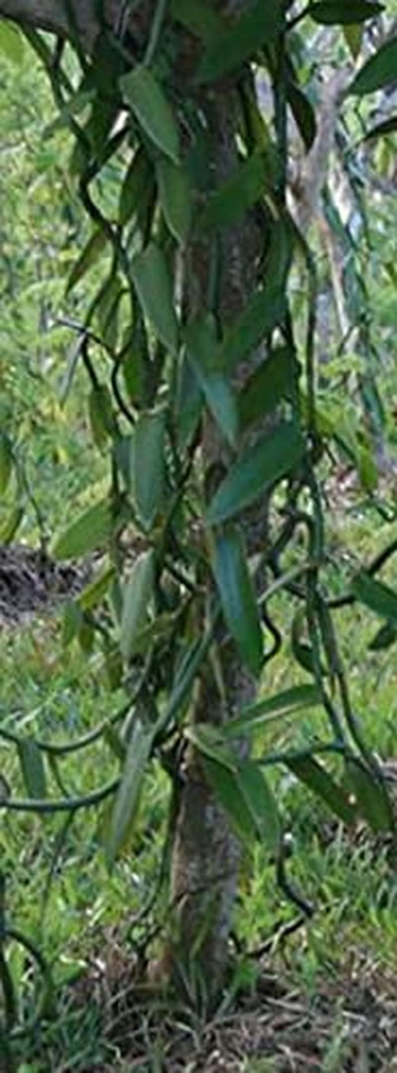 Vainilla en polvo 50 G, vainilla molida en polvo 100% pura Aromas Naty Shop